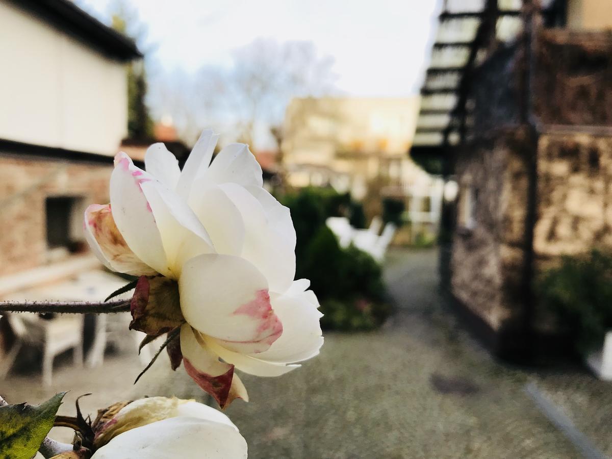 Villa Pod Orzechem W Zaniemyslu Eksteriør billede